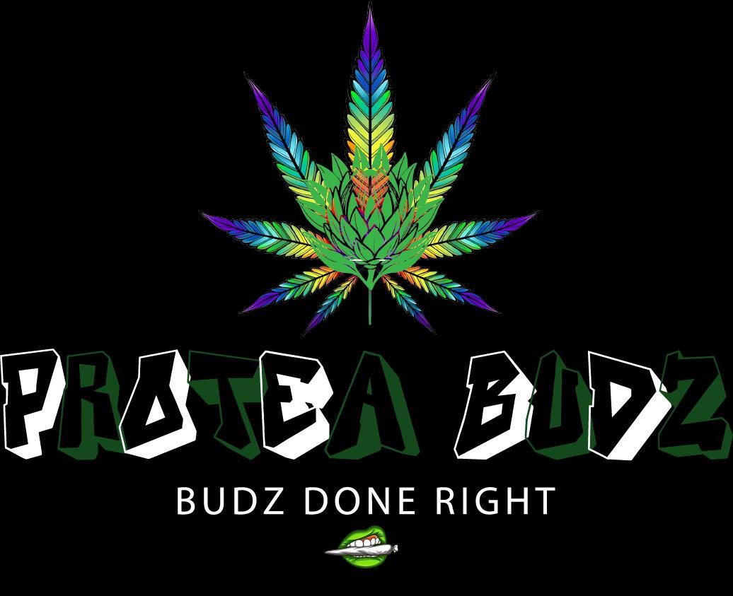 Protea Budz